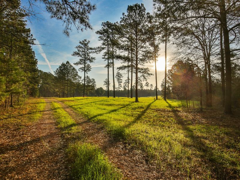 Apalachee River Timberlands : Madison : Morgan County : Georgia