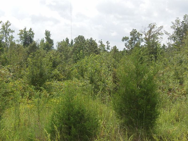 Sawmill Farms, 10.32 Acre Lot : Gray Court : Laurens County : South Carolina