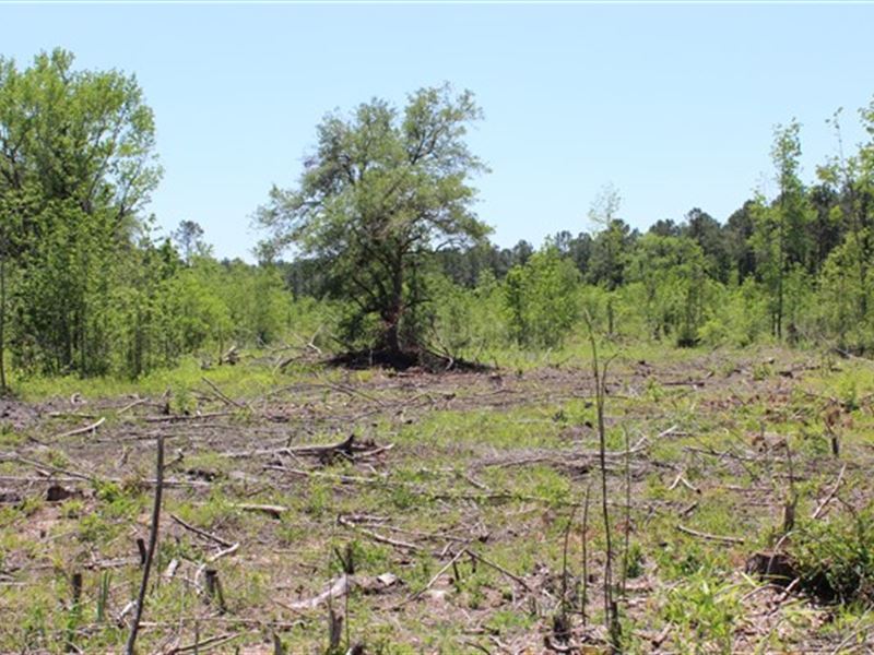20.3 Acres - Williamsburg Co, Sc : Salters : Williamsburg County : South Carolina