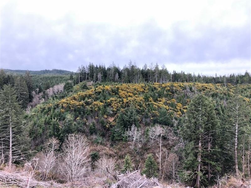 Twomile Creek : Bandon : Coos County : Oregon