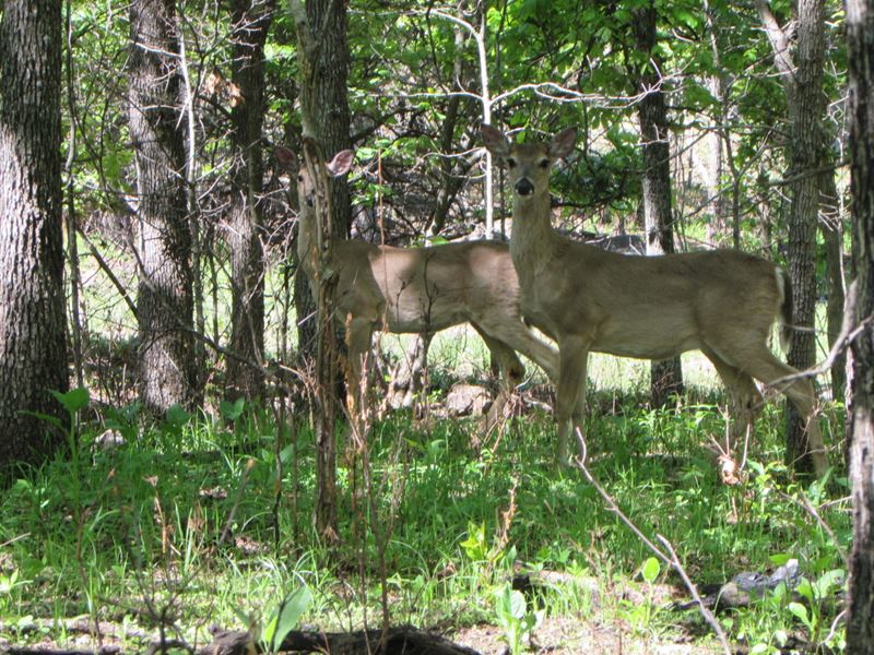 Lost Creek Ranch : Skiatook : Osage County : Oklahoma