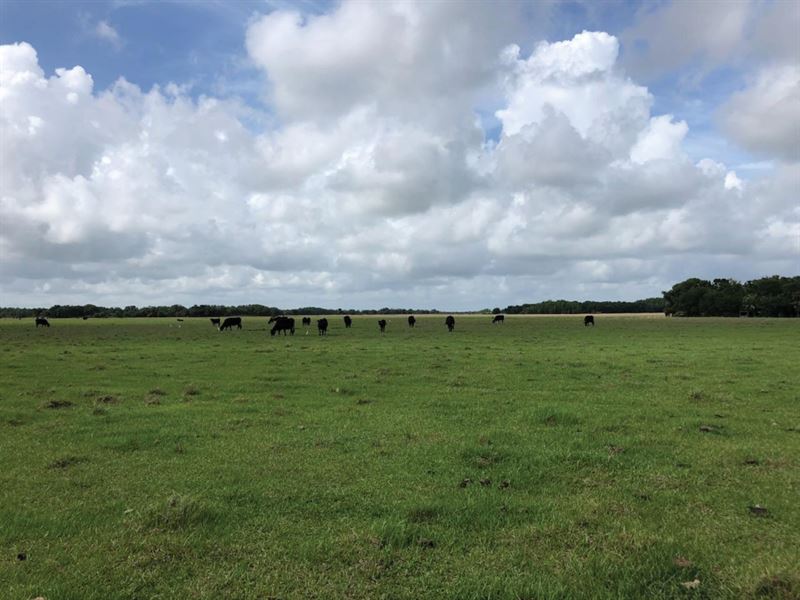 Bear Hammock Ranch : Kenansville : Osceola County : Florida