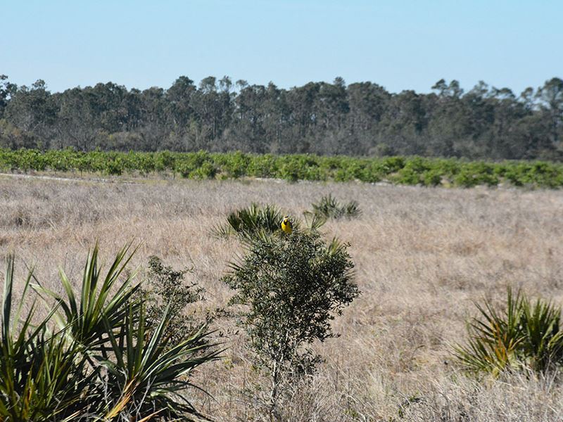 Highlands County Agricultural Land : Lake Placid : Highlands County : Florida