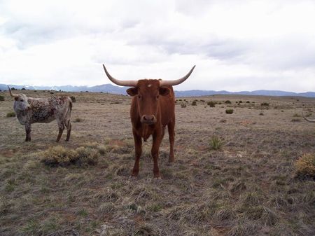 Maggie D's 1896 Homestead Ranch : Walsenburg : Huerfano County : Colorado