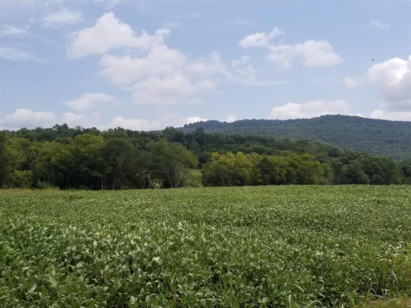 445.55+/-Acres Working Farm/Income : Huntland : Franklin County : Tennessee