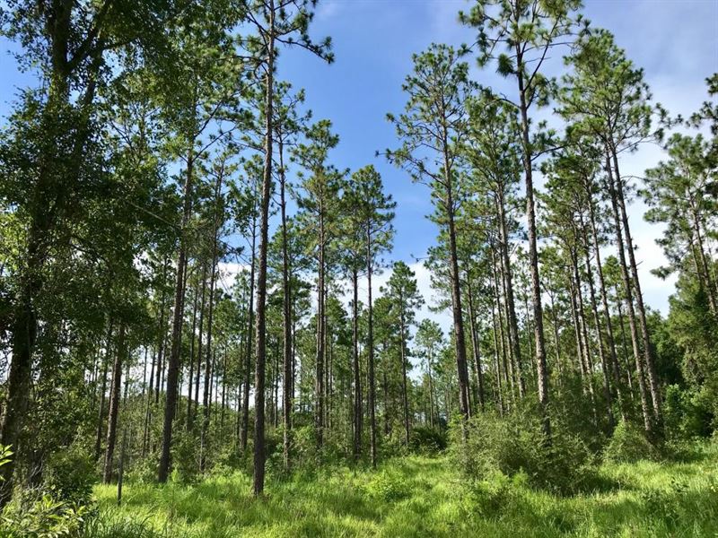 Theodore Timber Hunting : Theodore : Mobile County : Alabama