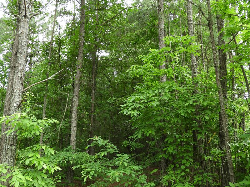 Banning Road : Whitesburg : Carroll County : Georgia