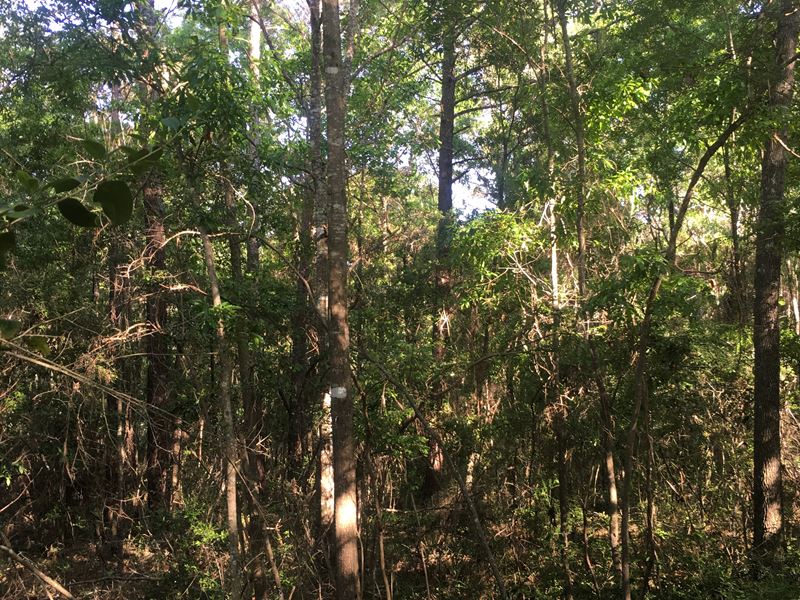 35 +/- Acres Huckleberry Drive : Andalusia : Covington County : Alabama