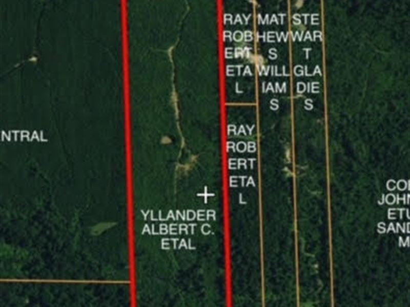 Beautiful Land for Hunting Or Home : Centreville : Amite County : Mississippi