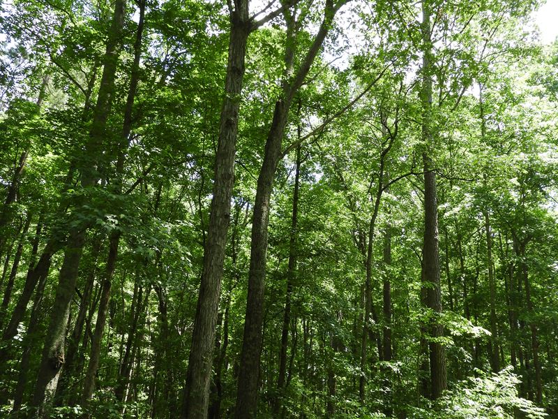 South Little New York Trail : Whitesburg : Carroll County : Georgia