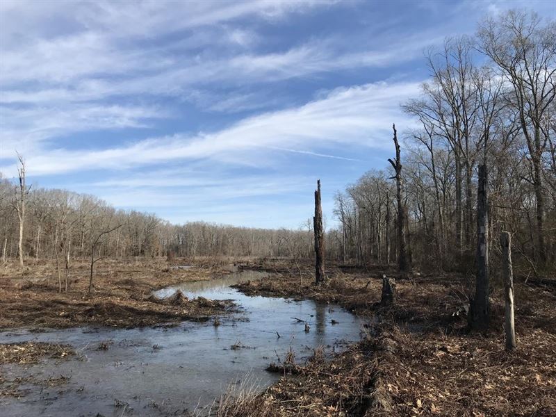 Bayou Des Arc Runoff : Hickory Plains : Arkansas County : Arkansas
