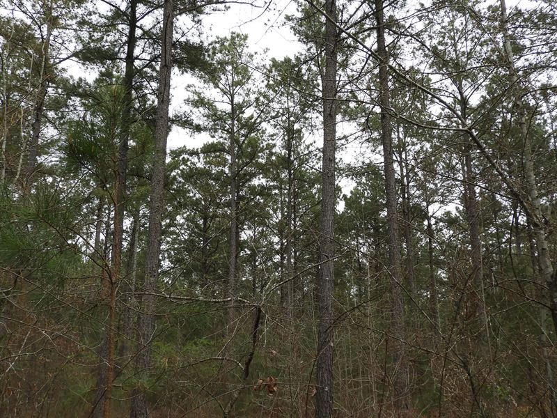 Woody Road East : Adairsville : Gordon County : Georgia