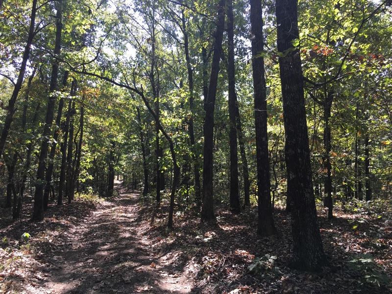 Grayson Timber Tract : Charlotte : Independence County : Arkansas