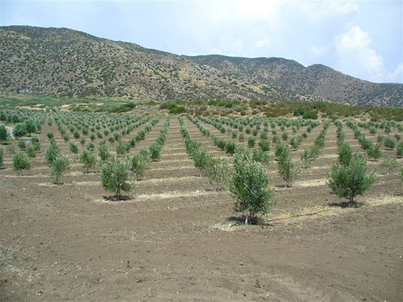 Rancho San Felipe Olive Orchard : Warner Springs : San Diego County : California