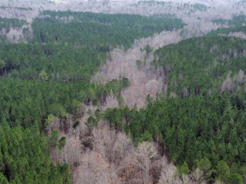 Winston County Boone Creek 241 Acre : Addison : Winston County : Alabama