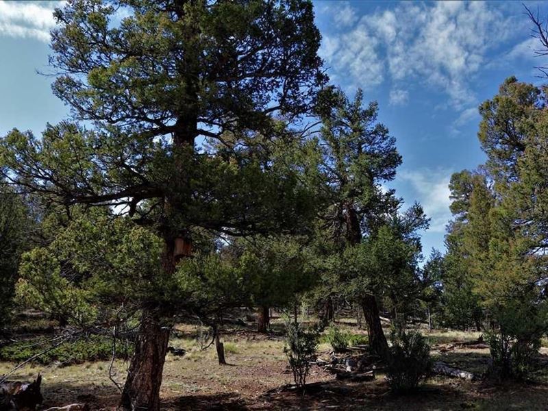 Elk Base Camp : Hartsel : Park County : Colorado