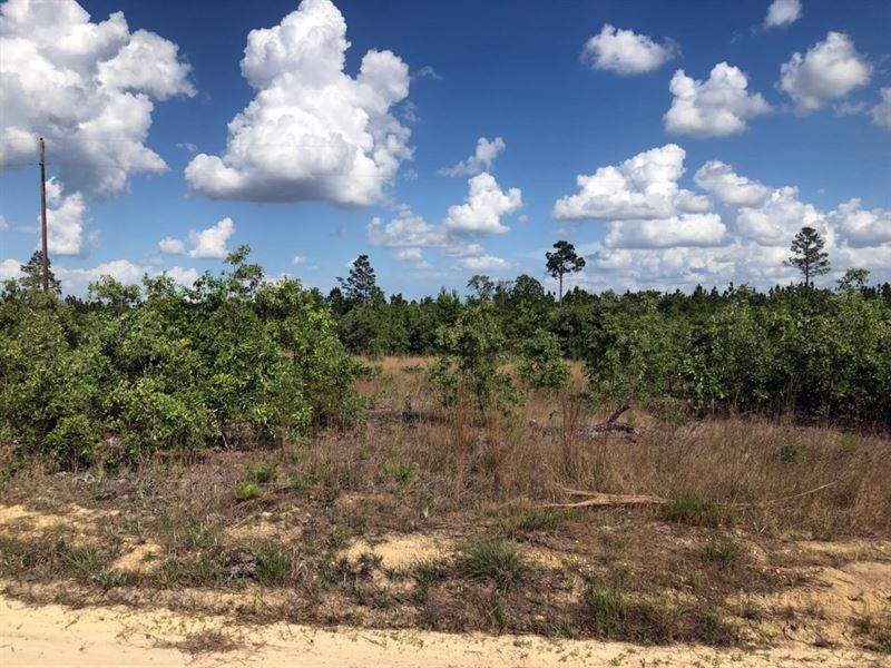 Marlboro County Sc Hunting Land : Bennettsville : Marlboro County : South Carolina