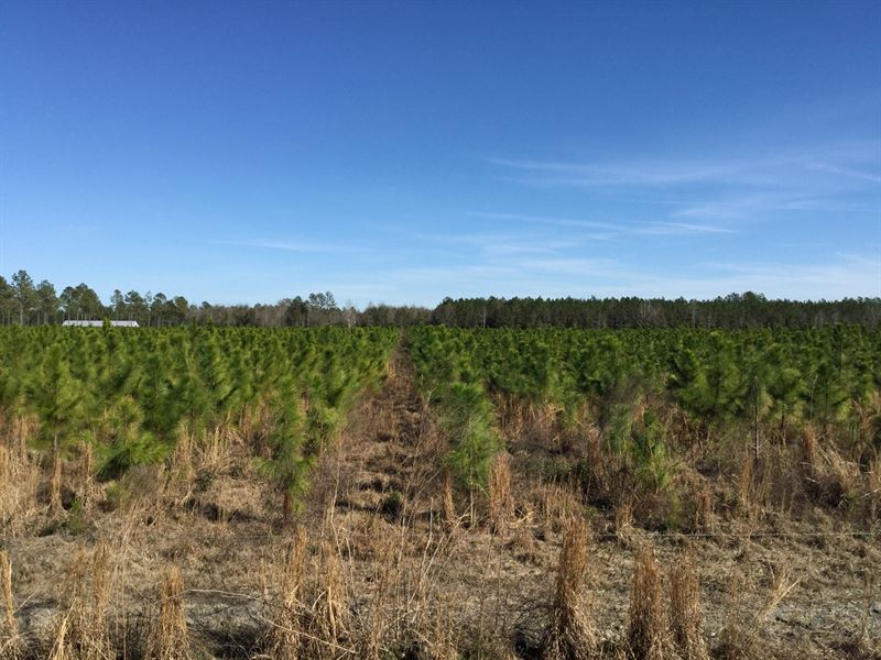 40 Acres in North Central Florida : Mc Alpin : Suwannee County : Florida