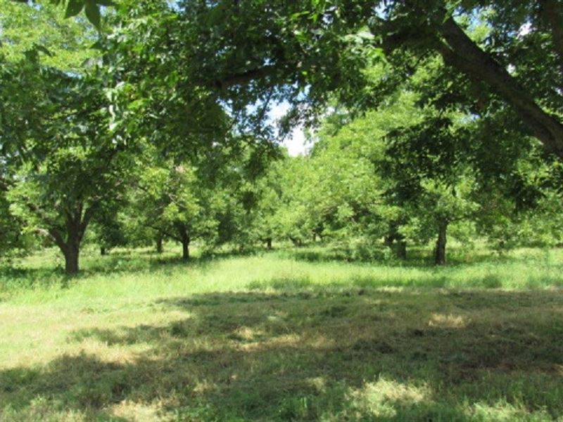 Texas Pecan Orchard in Lamar County, Ranch for Sale in Texas, 153803