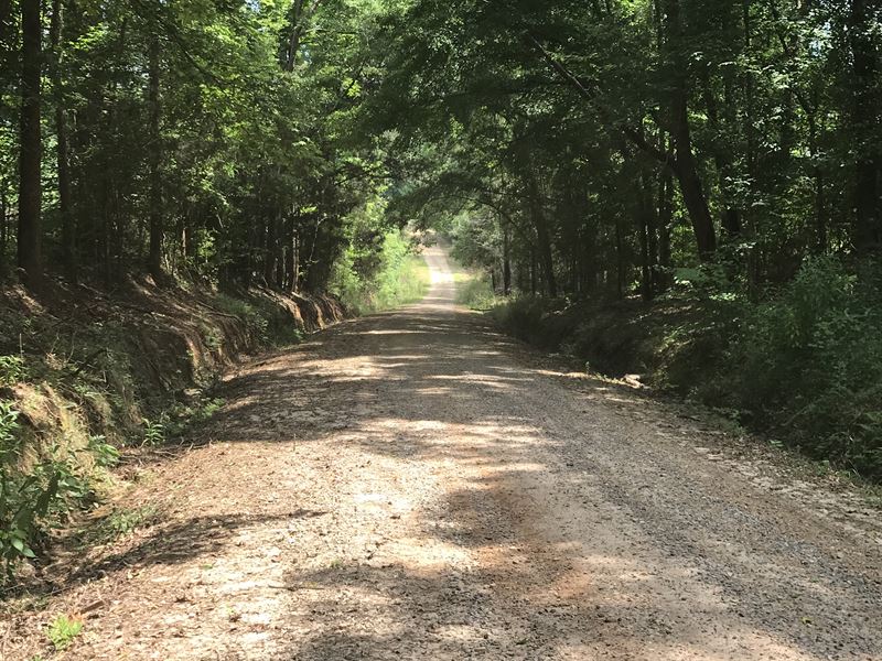 Big Sky Tract - 77 Acres : Banks : Pike County : Alabama