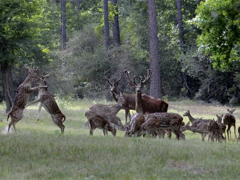 Awesome Exotic Game Ranch 1.5 Hour : Corrigan : Polk County : Texas
