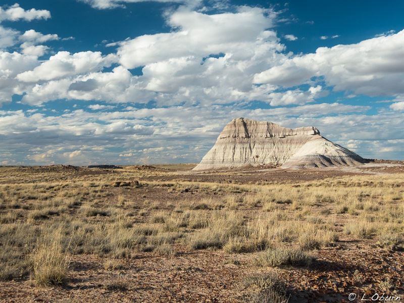300 Acres in Concho, AZ : Concho : Apache County : Arizona