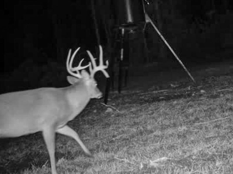 Droptines and Gobblers 120 Acres WI : Noxapater : Winston County : Mississippi