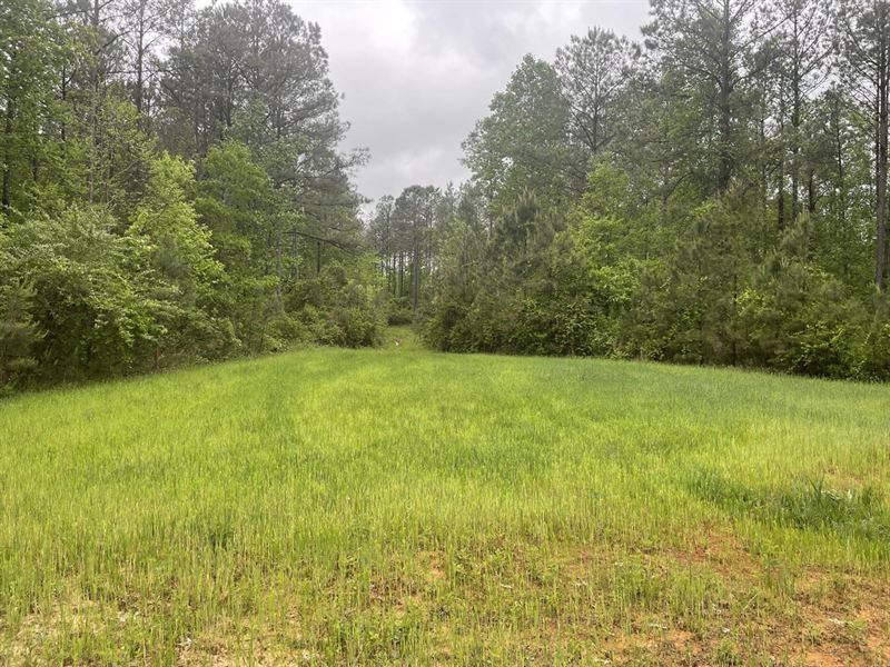162 Acres Hunting and Timberlan : Knoxville : Greene County : Alabama