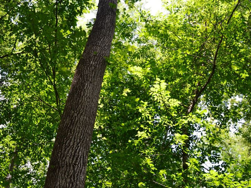 Ashpole North Tract : Fairmont : Robeson County : North Carolina