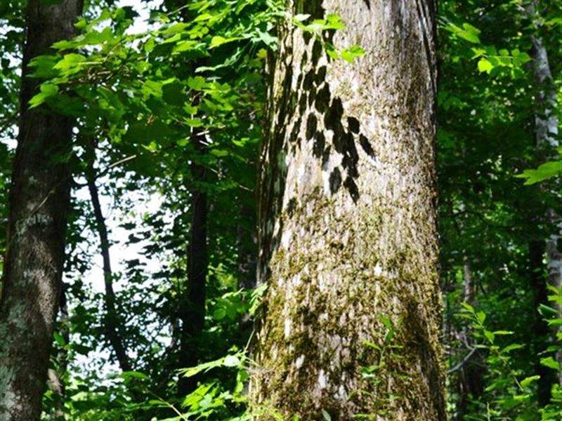 Ashpole South Tract : Fairmont : Robeson County : North Carolina
