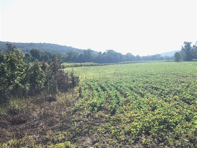 One-Of-A-Kind North Al Hunting Land : Woodville : Jackson County : Alabama