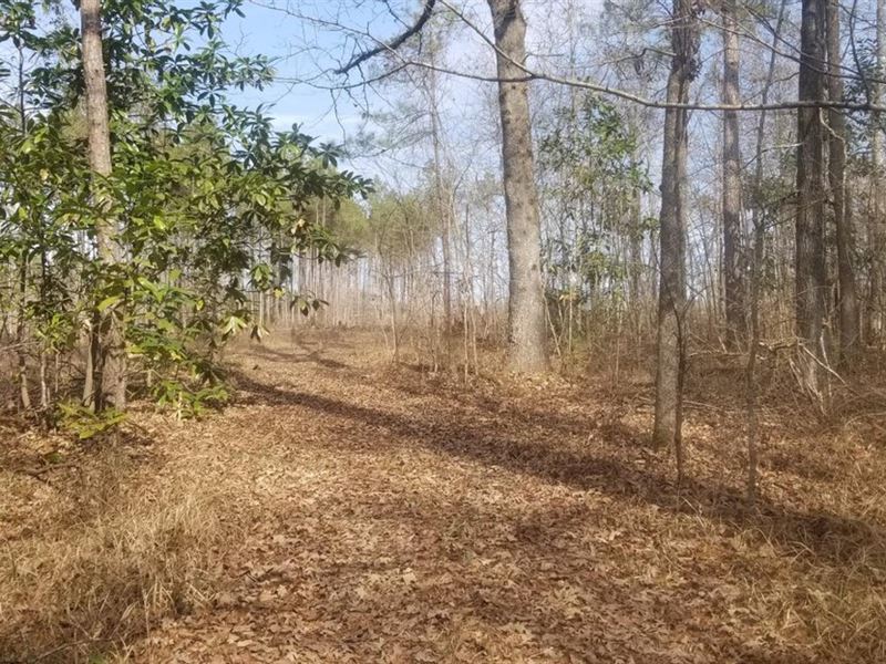 Kelly Road Mixed Timber Tract, Lasa : Nebo : La Salle Parish : Louisiana