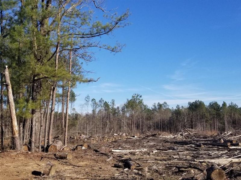 Highway 127 Tract B, Lasalle Parish : Nebo : La Salle Parish : Louisiana