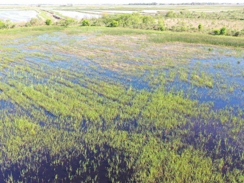 Hwy 3086 Tract, Welsh La, 37.5 AC : Welsh : Jefferson Davis Parish : Louisiana