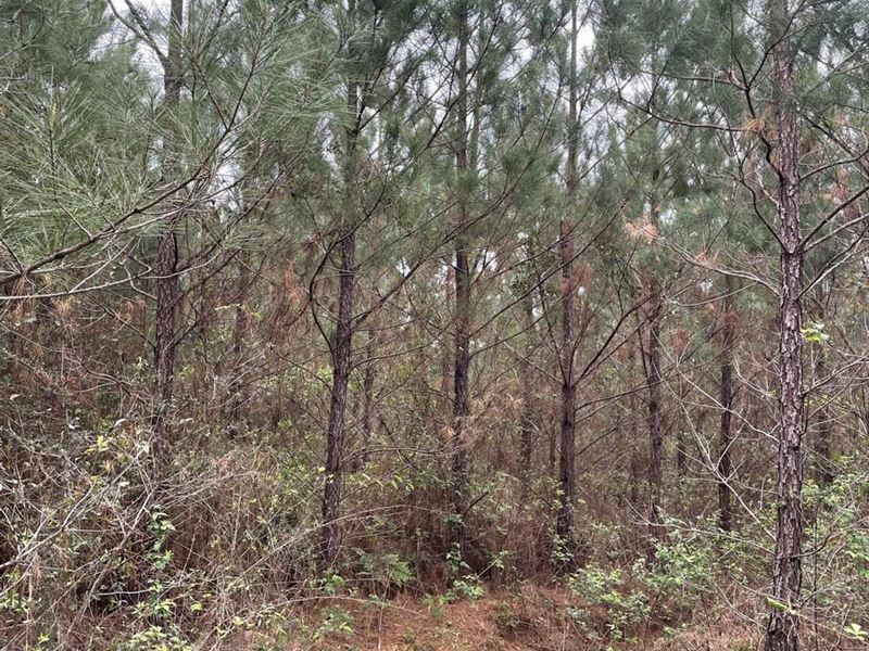 Chester West Road Tract 1, Rapides : Elizabeth : Rapides Parish : Louisiana