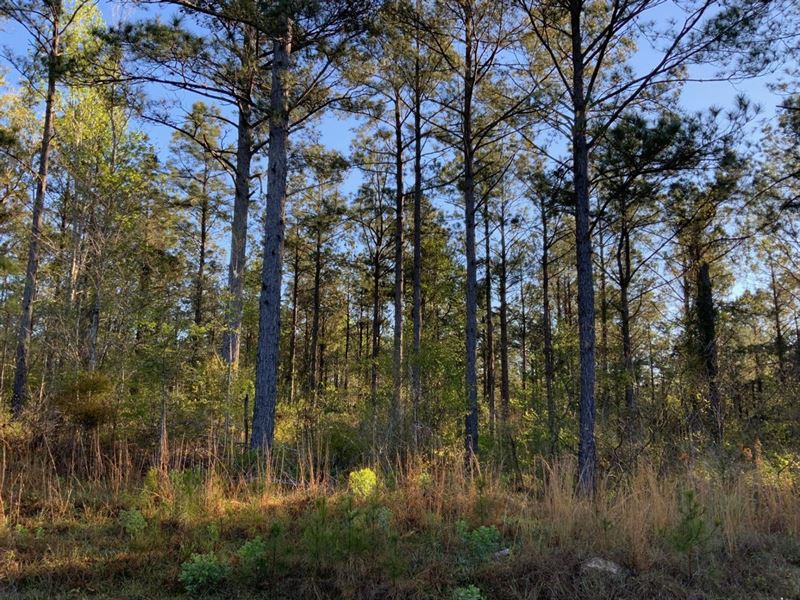 The Homestead on Blade Loop, Lasall : Jena : La Salle Parish : Louisiana