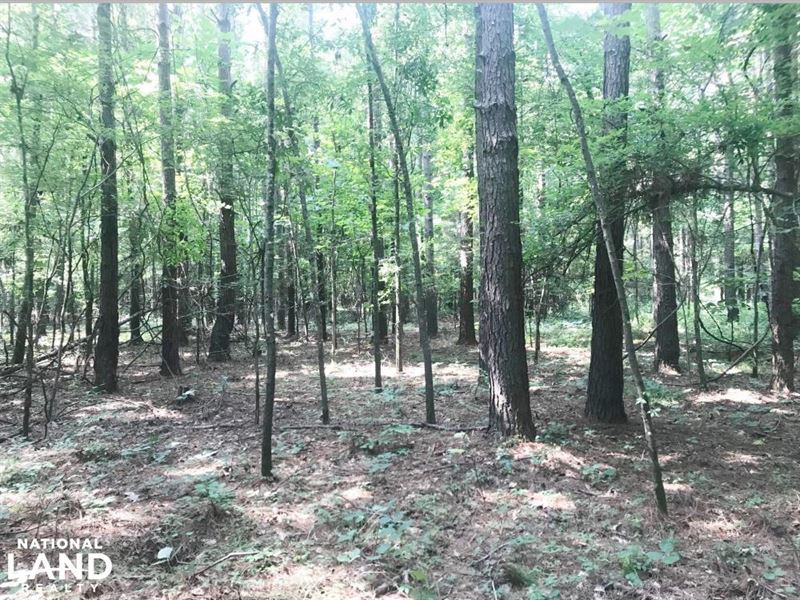 Black Warrior Bay Hunting Tract : Sawyerville : Hale County : Alabama