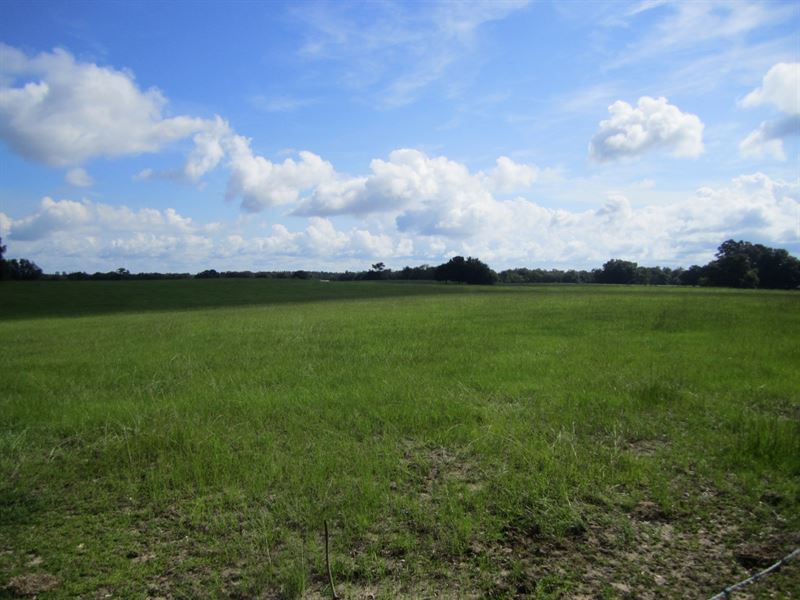 Jones 45 Acres : Newberry : Alachua County : Florida