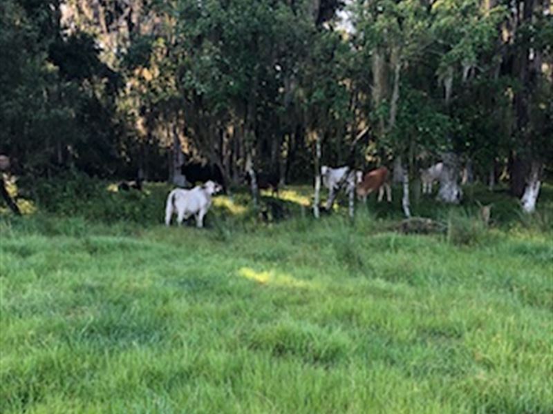Lake Gentry Farms, 34.5 Acres : Saint Cloud : Osceola County : Florida