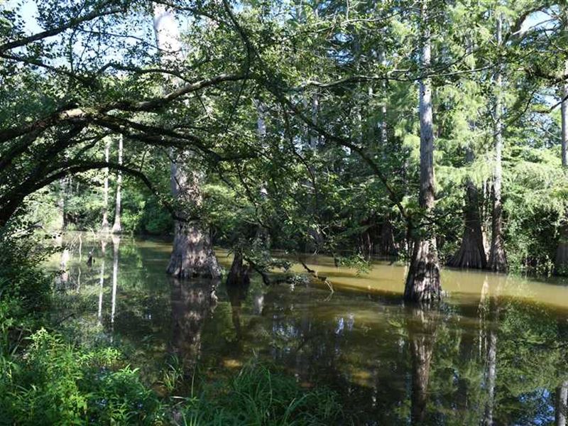 493.89 Acre Hunting Property And : Moscow : Lincoln County : Arkansas