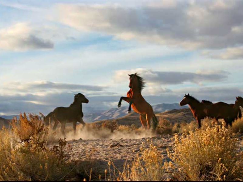 Wild Horse Canyon : Montello : Elko County : Nevada