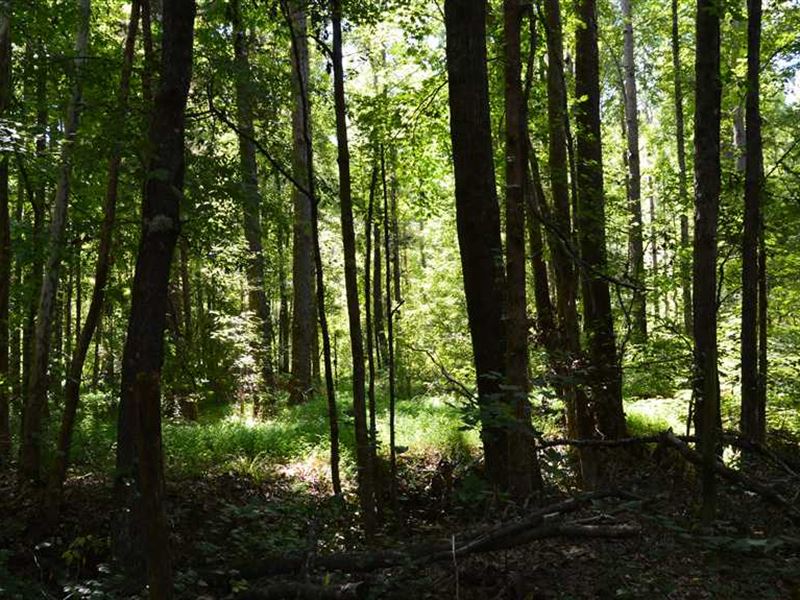 106 Acres Timber and Hunting Land : Winona : Montgomery County : Mississippi