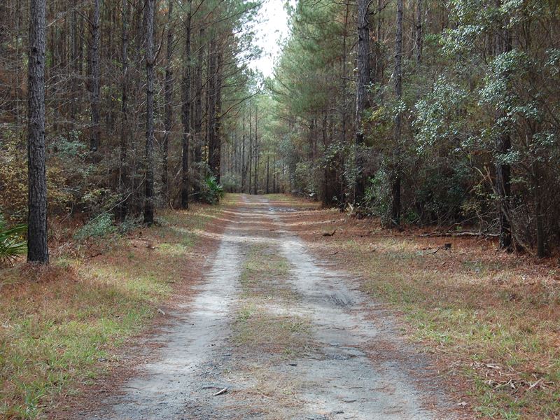 Beautiful Farm in Park Like Setting : Berlin : Colquitt County : Georgia