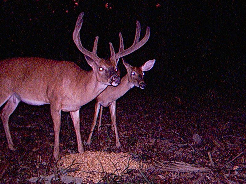 Hunting Millhaven Big Bucks in Ga : Girard : Burke County : Georgia