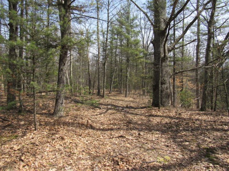 Hunting Land with Creek : Benona : Oceana County : Michigan