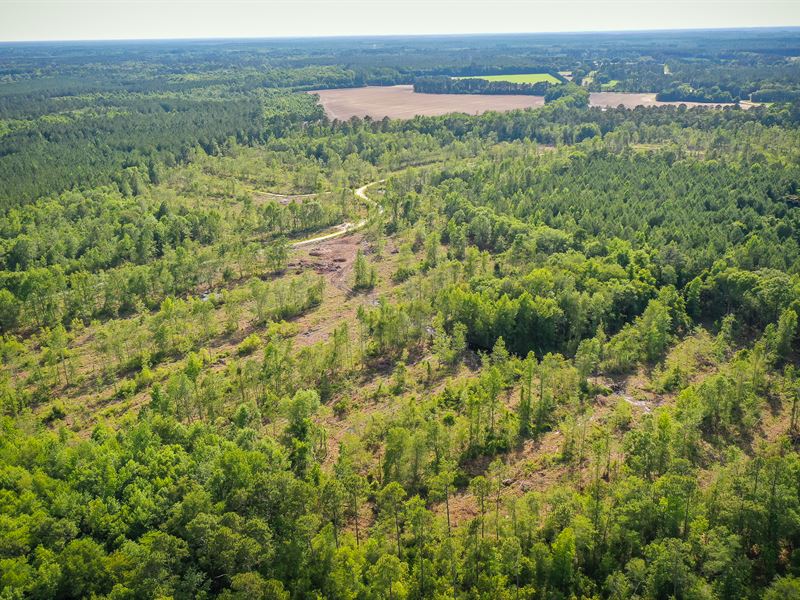 90+ Acre Savannah Plantation Tract : Pembroke : Bryan County : Georgia