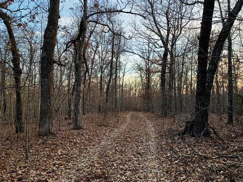 Price Reduced, 76.89 Acre Wooded : Hartville : Wright County : Missouri