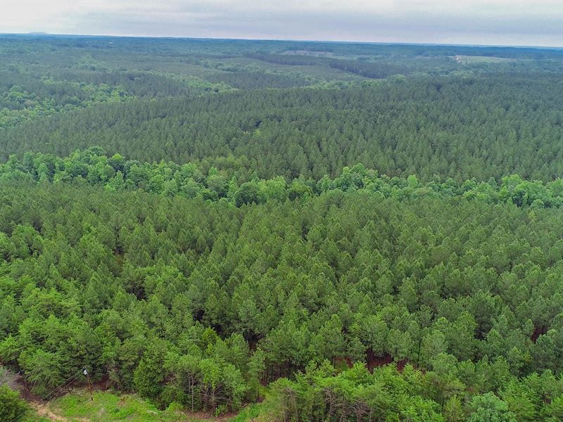 Productive Tree Farm and Hardwoods : Smyrna : York County : South Carolina