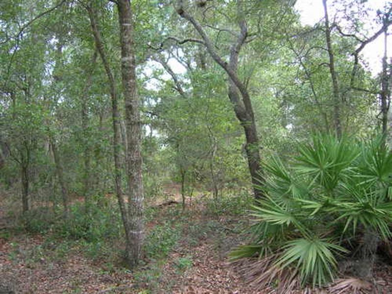 35 Ac On Goodsen Prairie, A-438 : Melrose : Putnam County : Florida