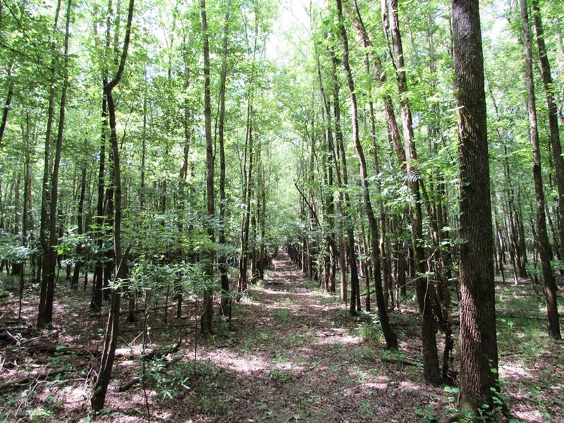 Mill Office East Tract : Wickliffe : Ballard County : Kentucky